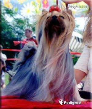 THE SMARAGD OF THE ROYAL CROWN CHER &mdash; Labaza DogPedigree YorkshireTerrier