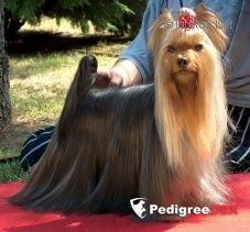 DURRER'S BEAUTIFUL STRANGER &mdash; Labaza DogPedigree YorkshireTerrier