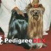 Durrer DURRER'S CANDYCANE &mdash; Labaza DogPedigree YorkshireTerrier