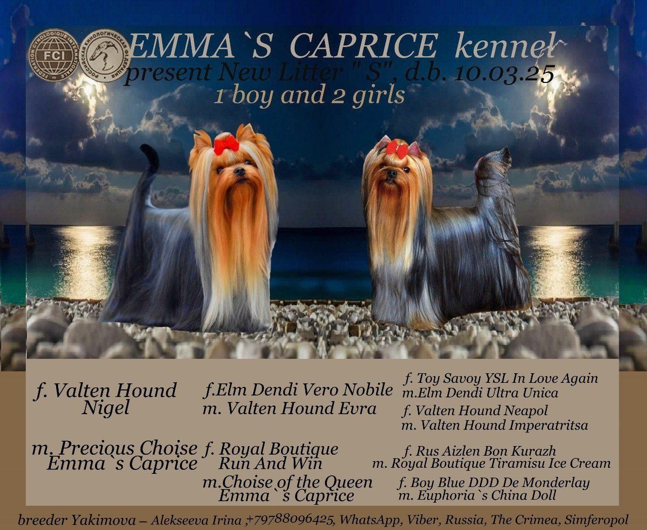 Emma`s Caprice SWEET DREAMS ARE MADE OF THIS EMMA`S CAPRICE &mdash; Labaza DogPedigree YorkshireTerrier