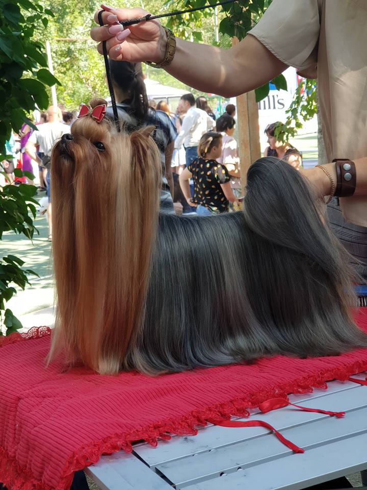  EUPHORIA'S SWEET ROSEMARY &mdash; Labaza DogPedigree YorkshireTerrier