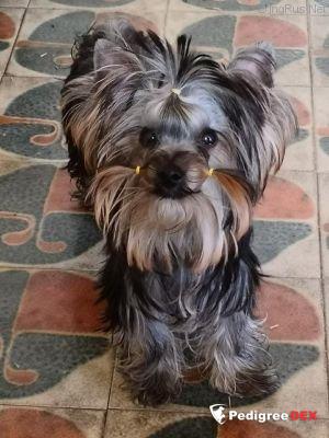 Emma`s Caprice KIZOMBA DANCER EMMA'S CAPRICE &mdash; Labaza DogPedigree YorkshireTerrier