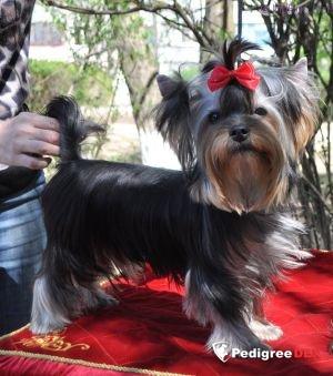 Emma`s Caprice KUMITE SENSEI EMMA'S CAPRICE &mdash; Labaza DogPedigree YorkshireTerrier