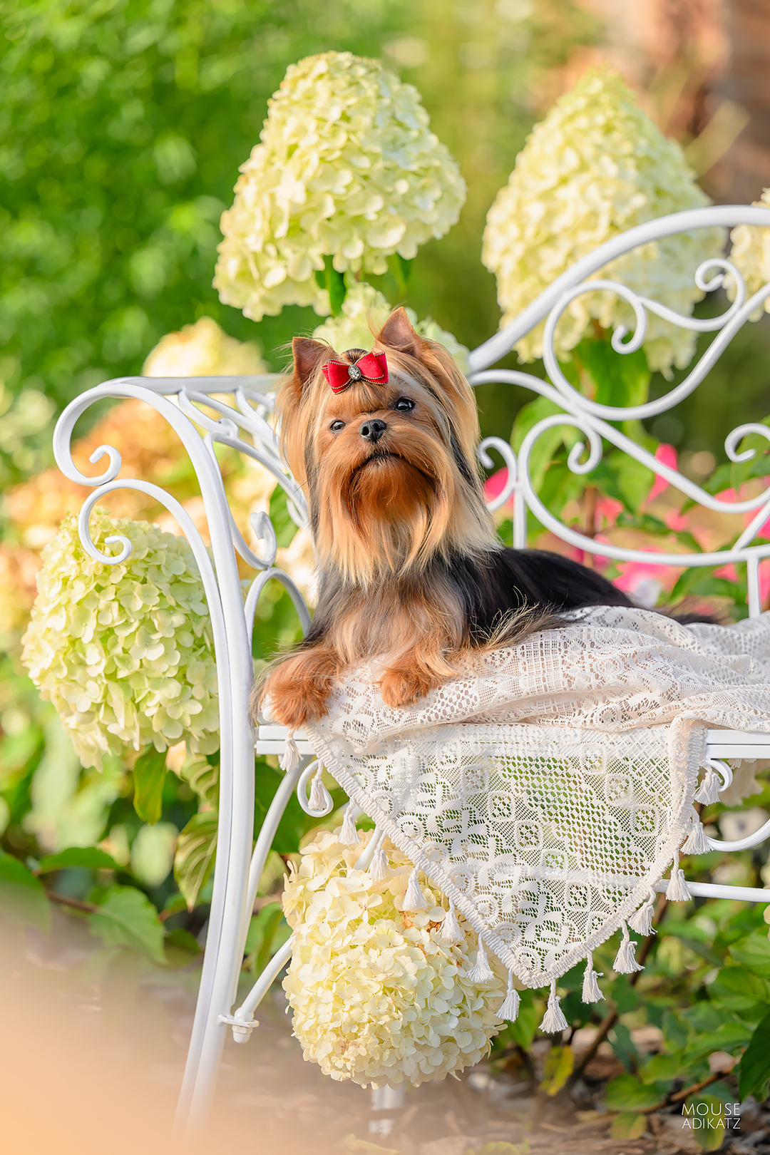 MARVEL FASHION PARTY &mdash; Labaza DogPedigree YorkshireTerrier