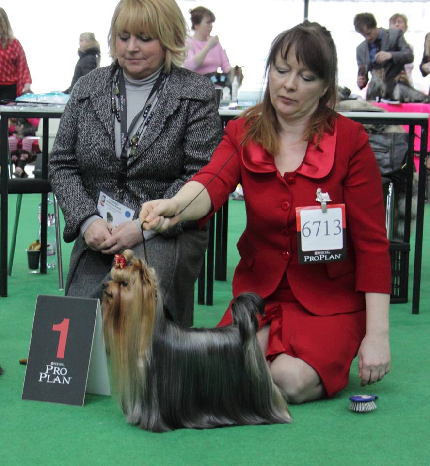 Elm Dendi CARUSO DE LA PAM'POMMERAIE &mdash; Labaza DogPedigree YorkshireTerrier
