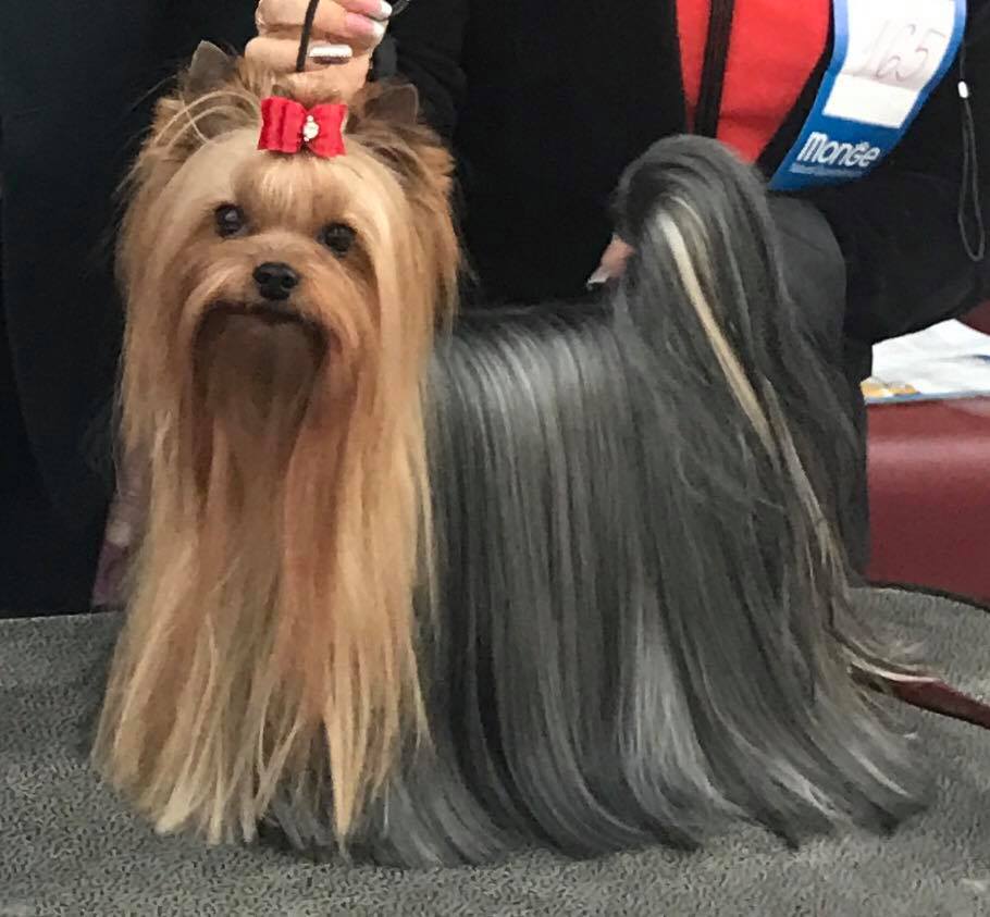 VALTEN HOUND NEAPOL &mdash; Labaza DogPedigree YorkshireTerrier