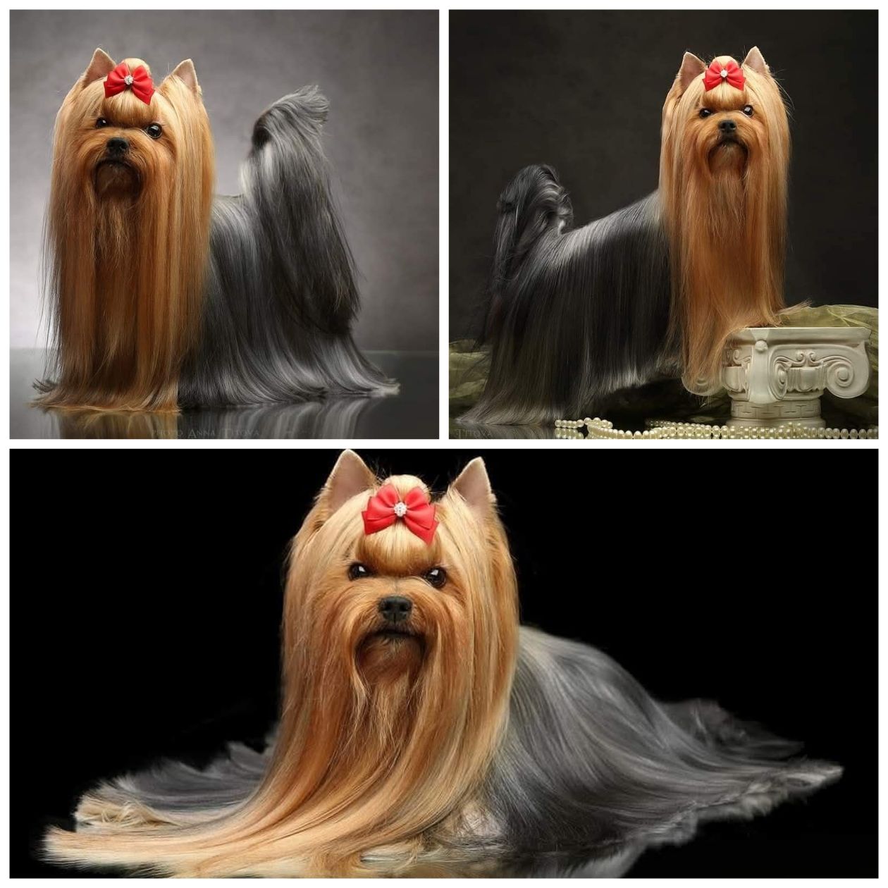 Emma`s Caprice KIMBERLY SWEETY BLUE EMMA'S CAPRICE &mdash; Labaza DogPedigree YorkshireTerrier