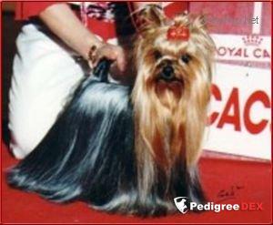  PRISCILLA DE LA PAM'POMMERAIE &mdash; Labaza DogPedigree YorkshireTerrier
