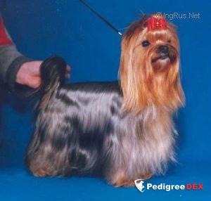  MINI SHOP FIVI &mdash; Labaza DogPedigree YorkshireTerrier