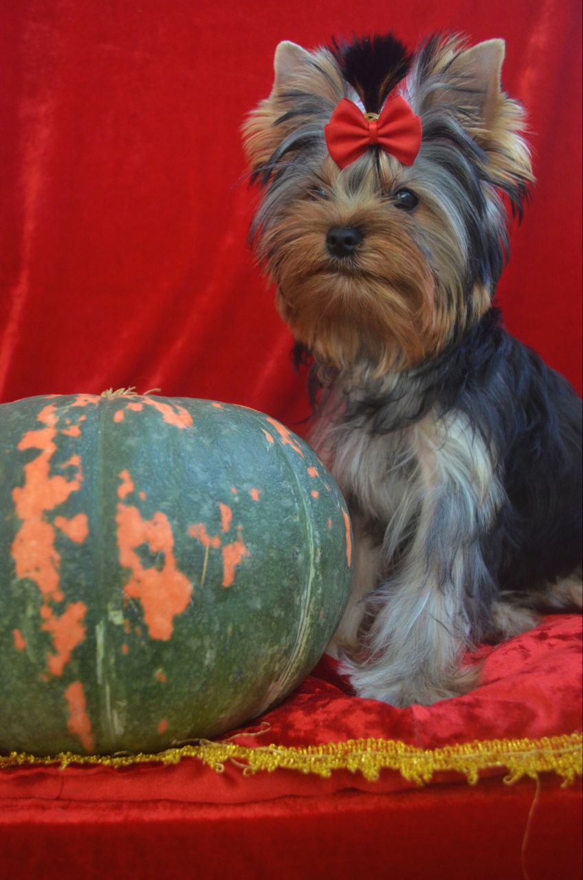 AVELEYN AMODEUS TANGO &mdash; Labaza DogPedigree YorkshireTerrier