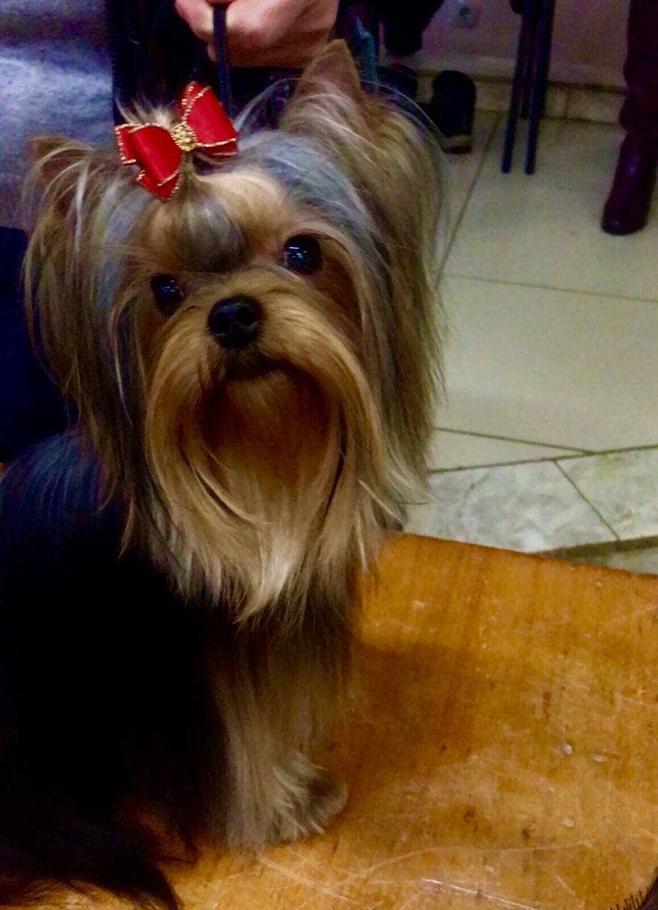 Royal Boutique ROYAL BOUTIQUE PLAYFUL FLAME &mdash; Labaza DogPedigree YorkshireTerrier