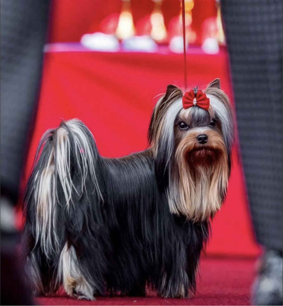 BELLA HELVE EDOUARD LE PETIT PRINCE &mdash; Labaza DogPedigree YorkshireTerrier