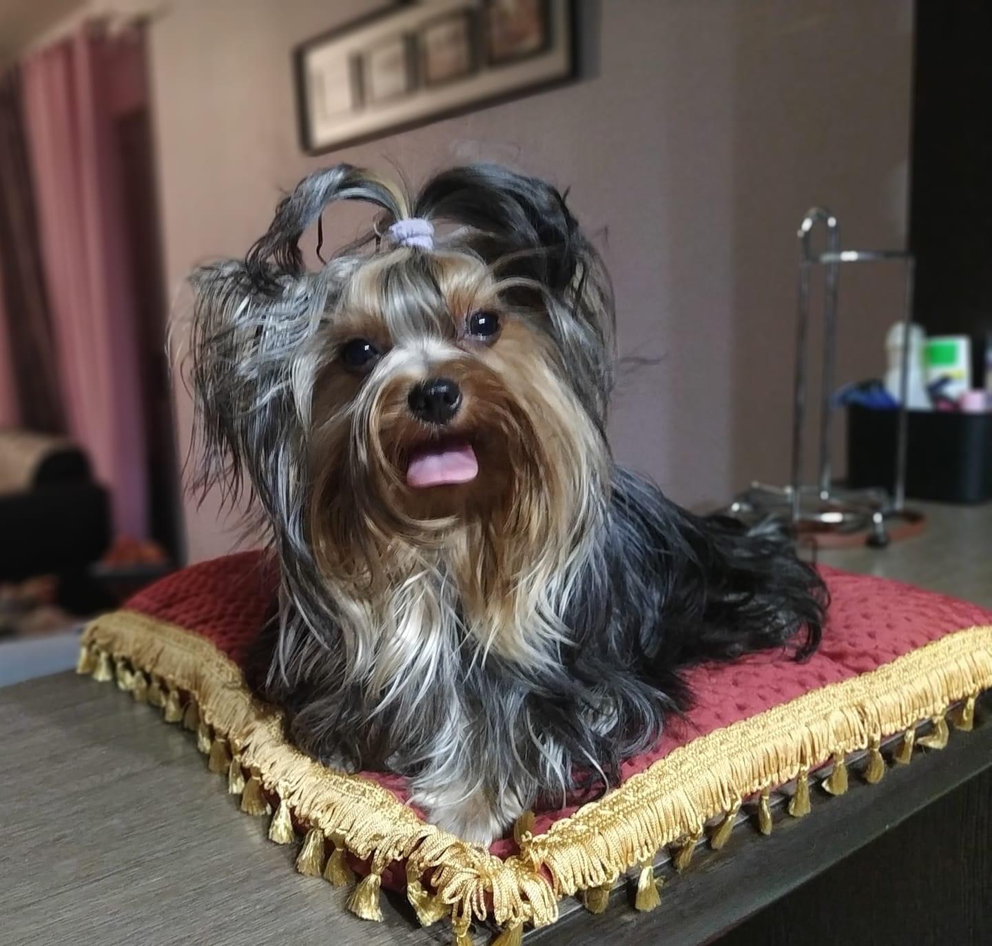  ZVYZDNY STATUS ORNELLA MUTTI &mdash; Labaza DogPedigree YorkshireTerrier
