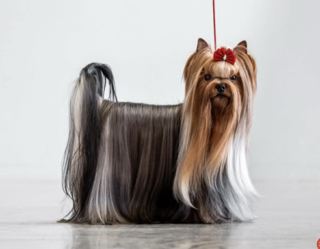  BELLA HELVETICA ASTOR EL EMPASRADOR &mdash; Labaza DogPedigree YorkshireTerrier