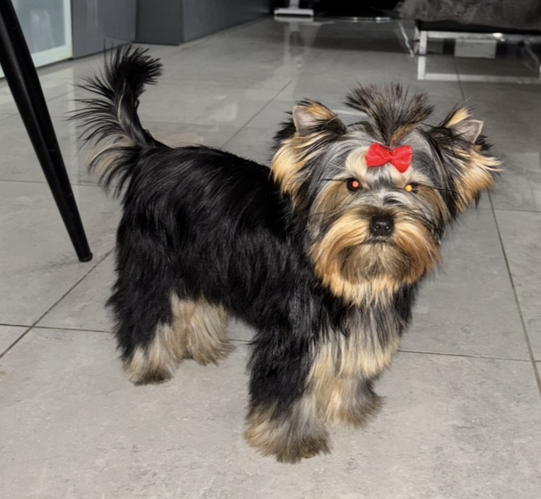 Pearl of Afrodite PEARL OF AFRIDITE PRISCILLA &mdash; Labaza DogPedigree YorkshireTerrier