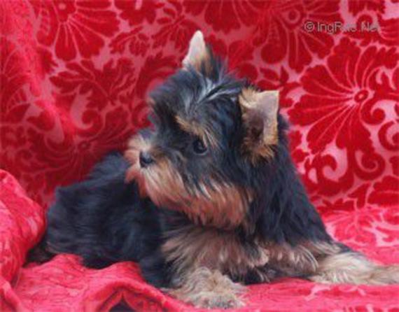  SWEETY BLUE MISS HUNDERWOOD &mdash; Labaza DogPedigree YorkshireTerrier