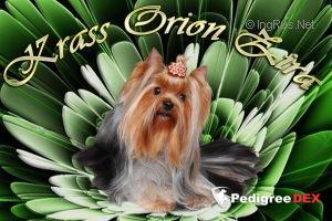 KRASS ORION ZIRA