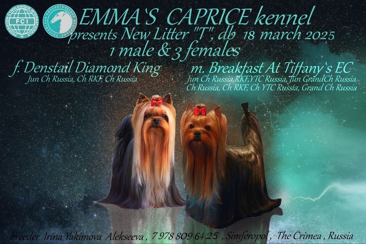 Emma`s Caprice TENDER LOVE EMMA`S CAPRICE &mdash; Labaza DogPedigree YorkshireTerrier