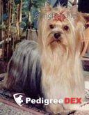 OBSESSION DE MAJODIAN &mdash; Labaza DogPedigree YorkshireTerrier