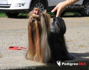  DARE TO DREAM STRIBRNE PRANI &mdash; Labaza DogPedigree YorkshireTerrier