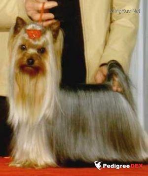 DURRER`S SUMMER REVOLUTION &mdash; Labaza DogPedigree YorkshireTerrier