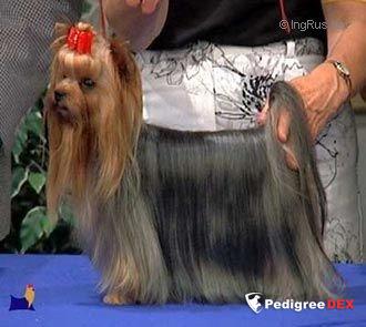  DURRER'S CELEBRITY &mdash; Labaza DogPedigree YorkshireTerrier