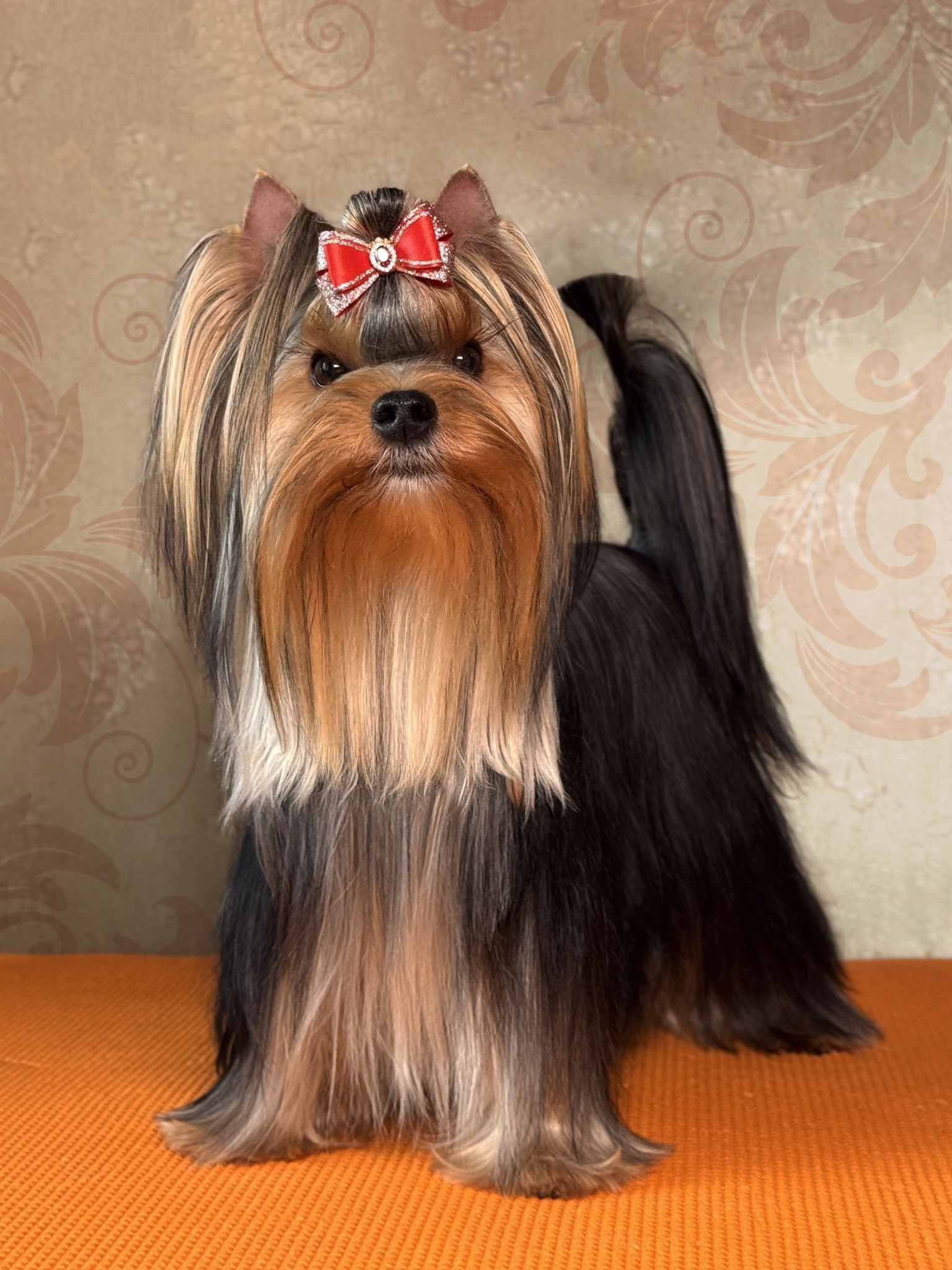 MAGNUS FORTUNA MAGNUS FORTUNA FORD MUSTANG &mdash; Labaza DogPedigree YorkshireTerrier