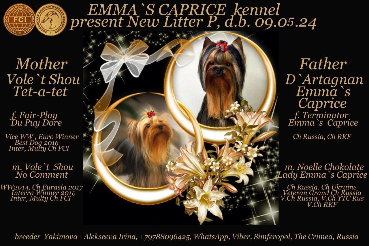 Emma`s Caprice PARAD ON RED SQUARE EMMA`S CAPRICE &mdash; Labaza DogPedigree YorkshireTerrier