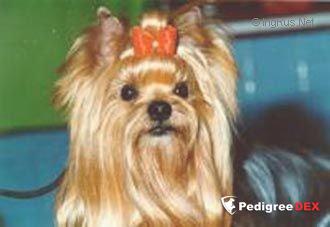  CRALER'S ROB ROY &mdash; Labaza DogPedigree YorkshireTerrier
