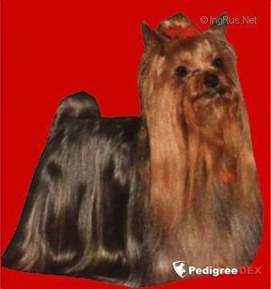  AQUARELLE DE LA PAM'POMMERAIE &mdash; Labaza DogPedigree YorkshireTerrier