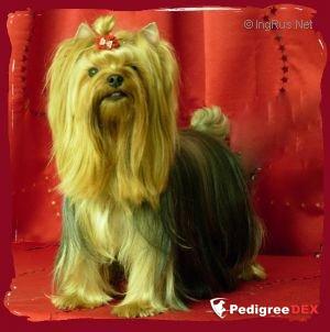  UXYANE DU PUY DORE &mdash; Labaza DogPedigree YorkshireTerrier