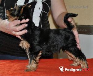  FELICHITA BLUE DELIGHT &mdash; Labaza DogPedigree YorkshireTerrier