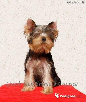 Emma`s Caprice QUICK STEP EMMA`S CAPRICE &mdash; Labaza DogPedigree YorkshireTerrier