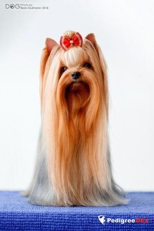Emma`s Caprice GONE WITH THE WIND BY EMMA`S CAPRICE &mdash; Labaza DogPedigree YorkshireTerrier