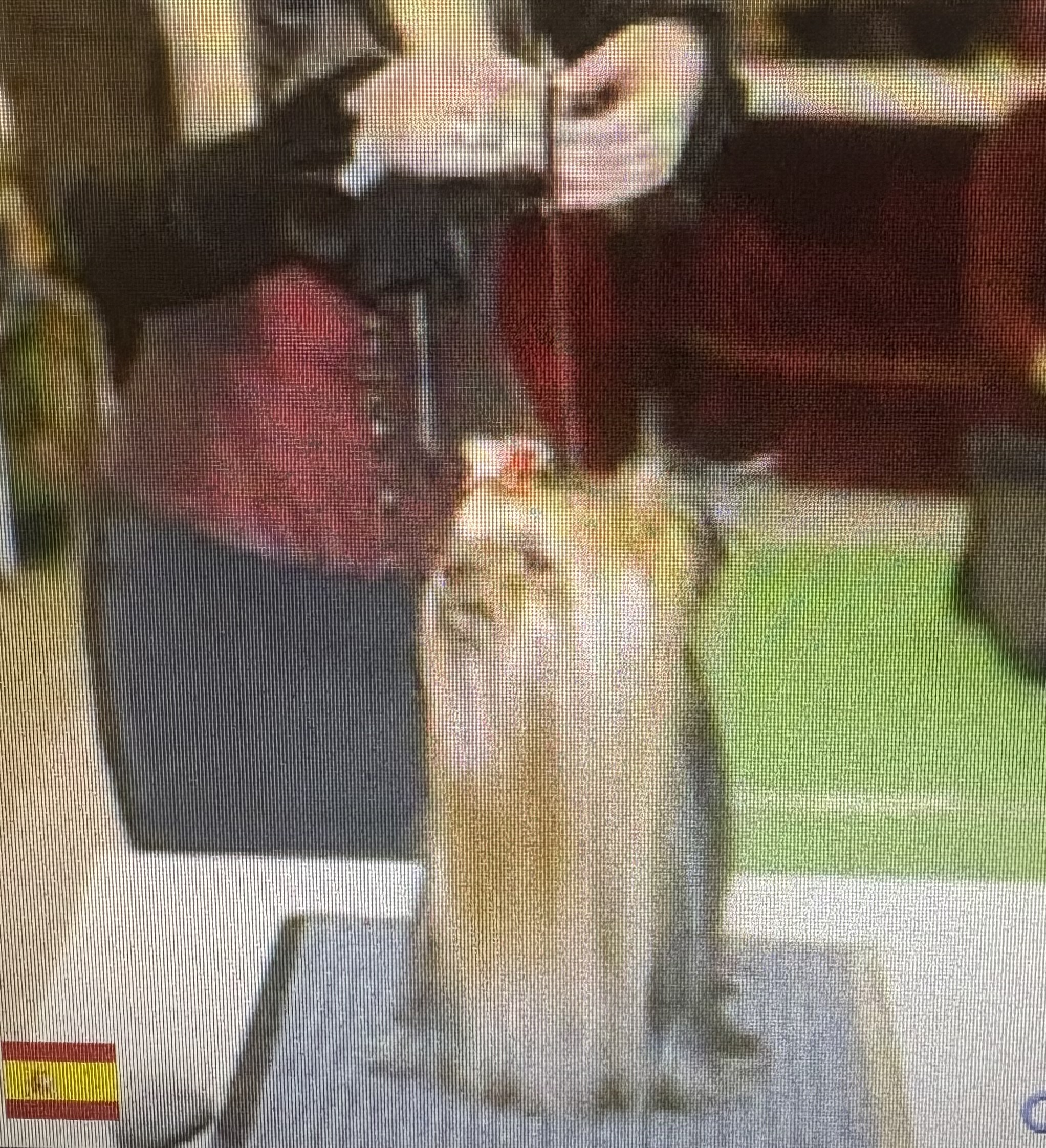 LEWIS FOR SILVERPOISE DE HARA MACAO &mdash; Labaza DogPedigree YorkshireTerrier