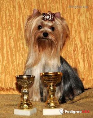  MINI SHOP MODEN STAIL &mdash; Labaza DogPedigree YorkshireTerrier