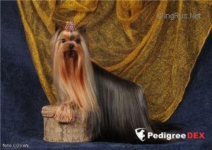  DRIM DI DALS JERMON DE BISTUALL &mdash; Labaza DogPedigree YorkshireTerrier