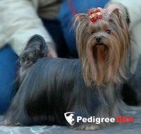  REYA SIL'VIYA S KNYAZHEGO DVORA &mdash; Labaza DogPedigree YorkshireTerrier