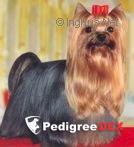  OZMILLION EMPEROR &mdash; Labaza DogPedigree YorkshireTerrier