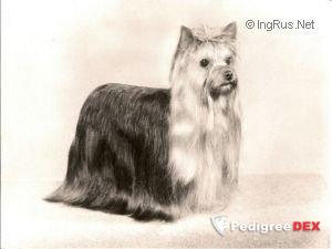 OZMILION STARTED WITH A KISS &mdash; Labaza DogPedigree YorkshireTerrier