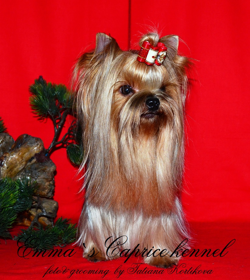 Emma`s Caprice GORGEOUS GRACE BY EMMA'S CAPRICE &mdash; Labaza DogPedigree YorkshireTerrier