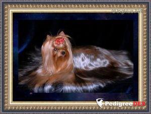  MINI SHOP CEZARIA EVORA &mdash; Labaza DogPedigree YorkshireTerrier