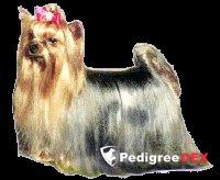  VASSAR SQUARE MR. SKIFFINGTON &mdash; Labaza DogPedigree YorkshireTerrier