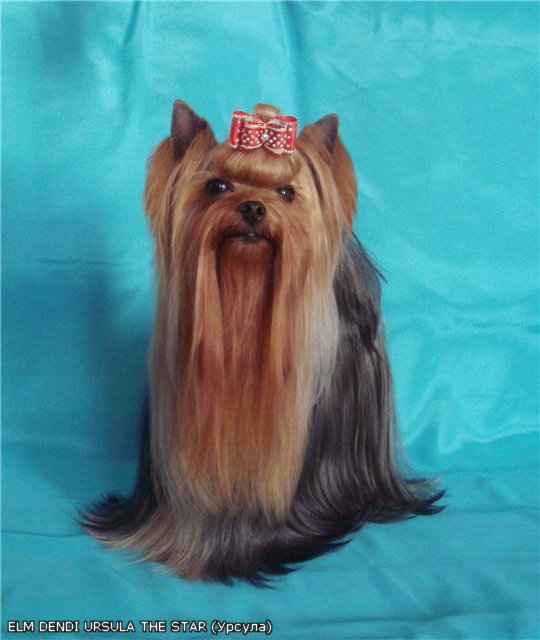 ELM DENDI URSULA THE STAR