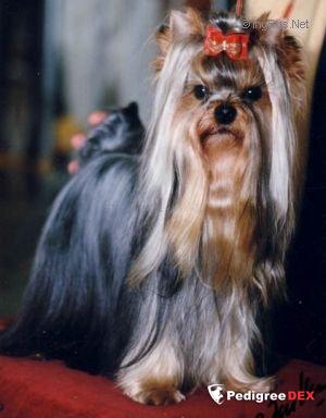  DURRER'S STATUS SEEKER &mdash; Labaza DogPedigree YorkshireTerrier