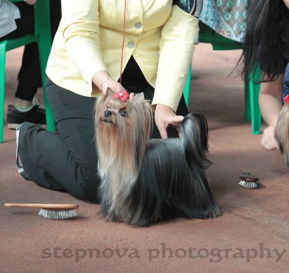 CREDO EXPERTO INVINSIBLE JANE &mdash; Labaza DogPedigree YorkshireTerrier