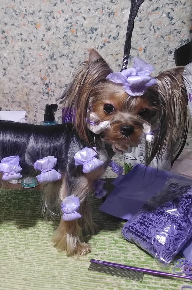  CREDO EXPERTO MISS MANIFICENCE &mdash; Labaza DogPedigree YorkshireTerrier
