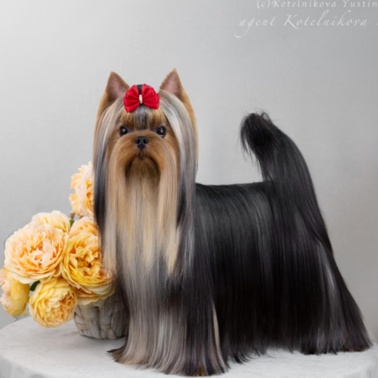  РОЯЛ ФАЙЕРВОКС СИЛУЭТ &mdash; Labaza DogPedigree YorkshireTerrier