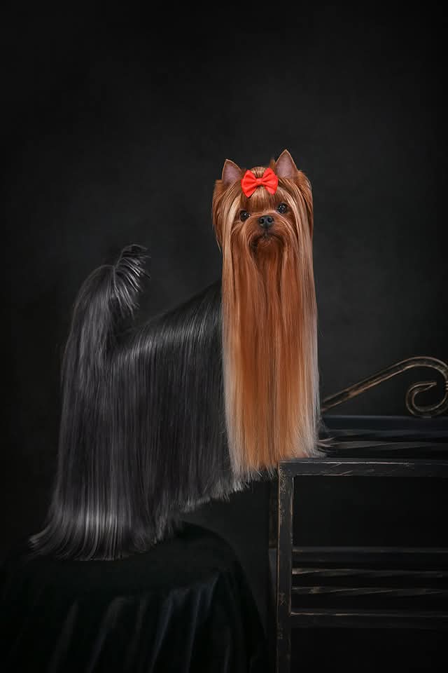  ФАВОРИТ ВИННЕРС БАРСЕЛОНА &mdash; Labaza DogPedigree YorkshireTerrier