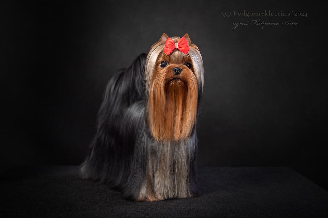  ФАВОРИТ ВИННЕРС ЗАБАВА &mdash; Labaza DogPedigree YorkshireTerrier